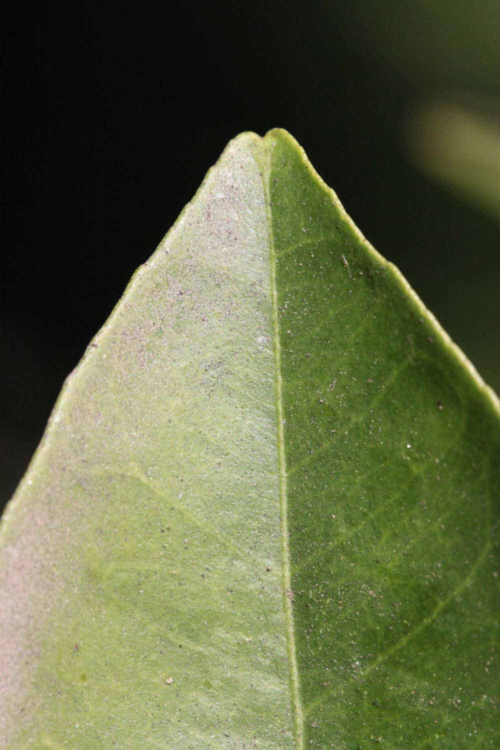              Margin (Riverside, CA)       